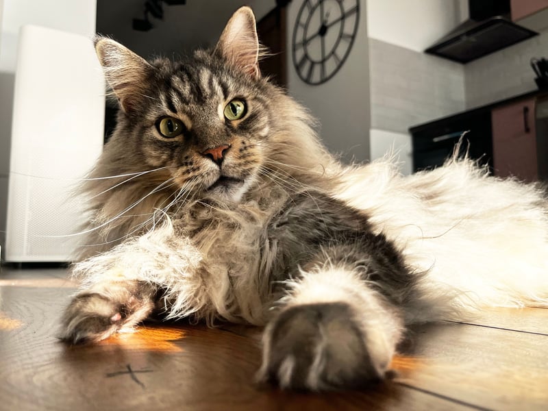 Claiming top spot after several years in second place is the Maine Coon, which originated in the US state from which is takes its name. Known for having dog-like characteristics, they have a beautiful thick coat of hair and a reputation for being gentle giants.