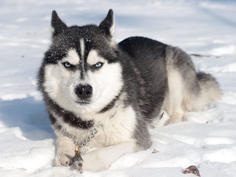 Full of energy, the Siberian Husky tends to bark to get attention and let you know they'd like to play a game. Get two or more of this breed together and you can expect howling as well as barking as they enjoy noisily communicating with each other.