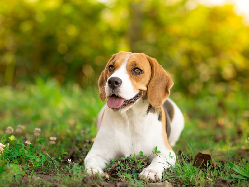 Another dog bred to bark is the Beagle - whose ability to communicate an interesting scent proved invaluable at a fox hunt. Beagles have two distinct types of bark - one to alert you to everyday incidents and a long, loud yowl reserved for more special occasions.