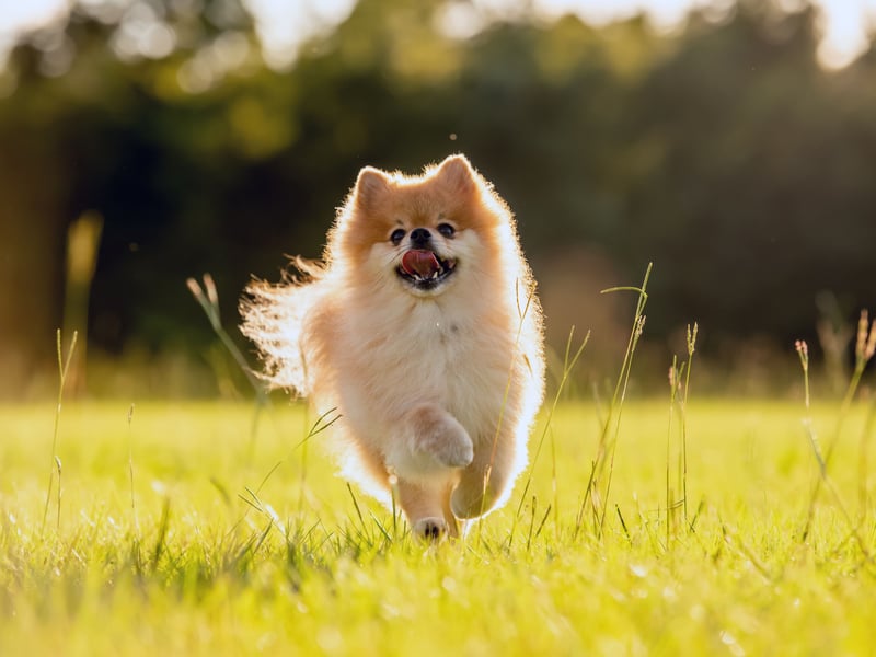 Owners of Pomeranians are often amazed at the sheer volume of noise that can come out of such a small dog. Once a Pomeranian starts barking it often doesn't know when to stop.