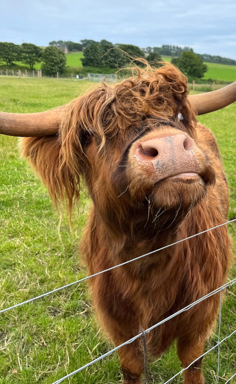 Located on the Aberdeenshire coastline, Portlethen Farm Stop is an award-winning family farm which is home to not just Highland cows, but sheep, donkeys, goats and more. If you’re in the area, then there are a number of experiences you can book which include hands-on interaction with the animals. 
