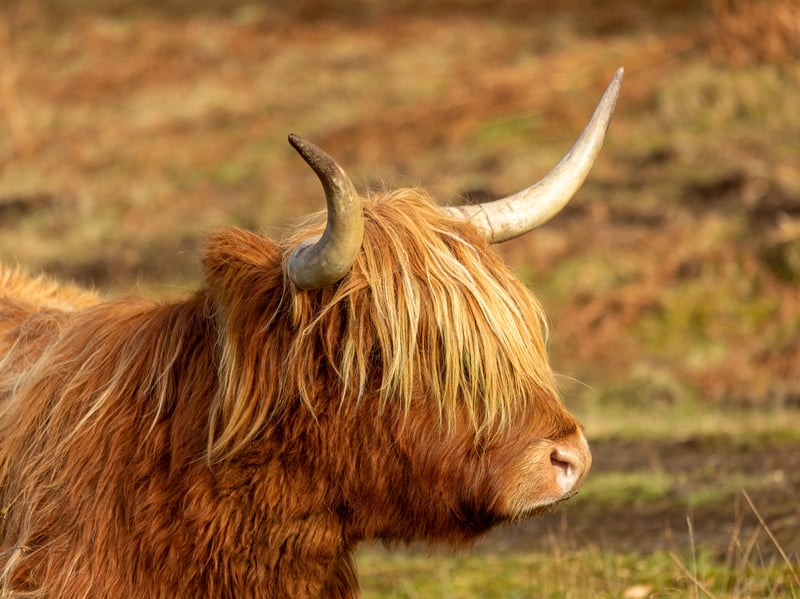 Though they may not offer Highland cow petting or grooming, if you’re quite happy just seeing the hairy beasts up close, a visit to Highland Fold Garden and Barn Cafe in Barcaldine, Argyll would be well worth your time. With an hour and a half walk to meet the cows in their natural habitat available, visitors will enjoy not just the coos but views over the Nevis Range and toward Glencoe and out to Mull with plenty of opportunities for pictures.
