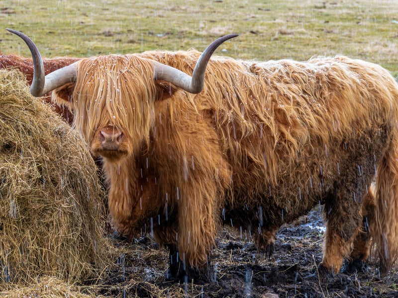 Located on Drumbuie Farm in Drumnadrochit, Inverness, Quila Cridhe Tearoom is a family farm which offers handmade food and drink as well as a number of Highland cow experiences. Visitors can enjoy the Hairy Coo Meet & Greet, as well as the Highland Cow Afternoon Tea and the Coo Lovers Experience, which is a more private event. 

