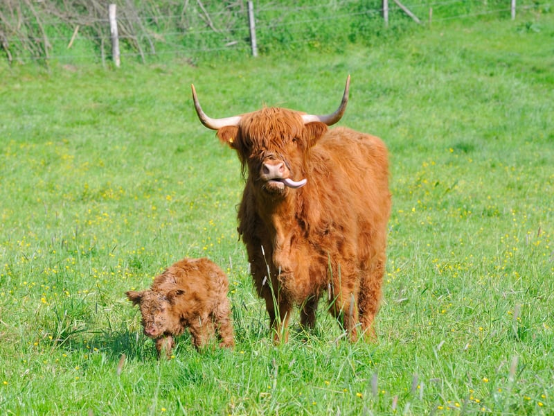 Also offering farm tours is Jacksons at Jedburgh, close to the Scottish Borders. Experiences range from a scenic trailer ride, and guided walks along a purpose-built walkway to a “BBQ & Coo Date Night”, which returns for 2025.