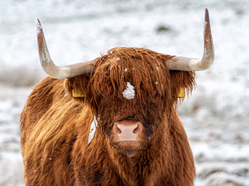 Not far from the south side of Loch Ness, Camerons Tearoom and Farm Shop in Foyers offers guests the chance to book a Meet & Greet with the cows. So if you are anticipating disappointment after hunting Nessie, this could be the perfect balm to your day. 
