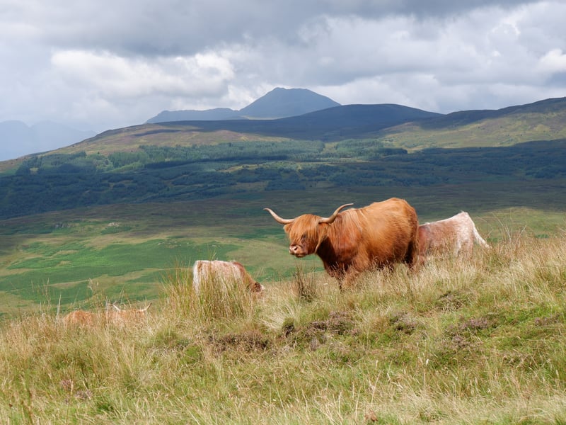If you’re up for an adventure to spot Highland cows, then why not try climbing Conic Hill in Stirling. With the car park just a short walk from Loch Lomond Waterfront, Conic Hill is 361m high and home to a number of wild Highland cows, as well as a host of wildlife. 
