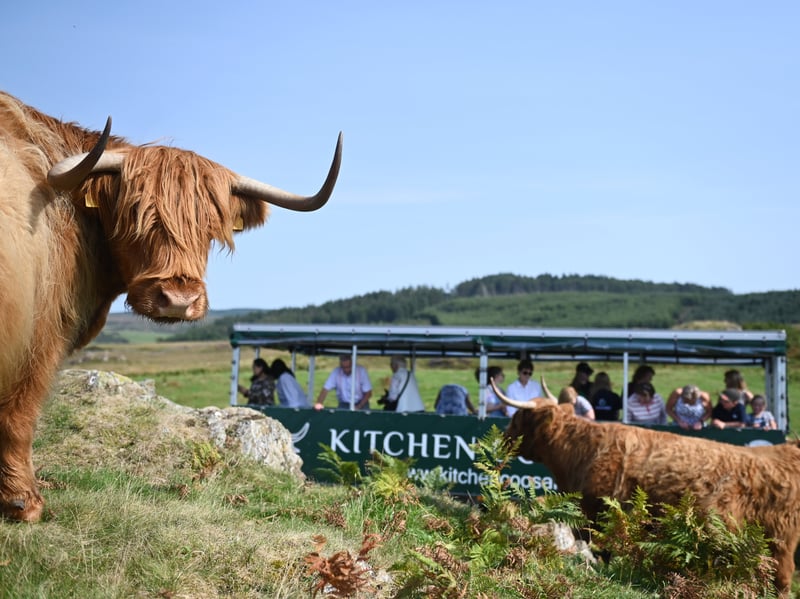 Where to see Highland cows in Scotland: 25 of the best places to visit