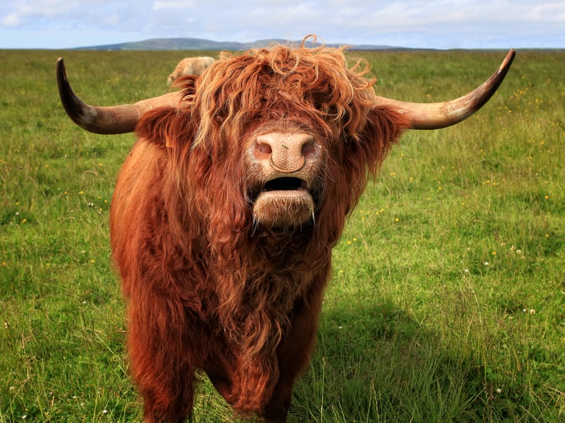 Off the beaten track, quite literally, Kirkton Farm in Melvich offers visitors the chance to explore and see Highland cows as part of their four-wheel drive buggy tours. As well as enjoying time with the cattle, the farm is also home to pygmy goats, horses and sheep.