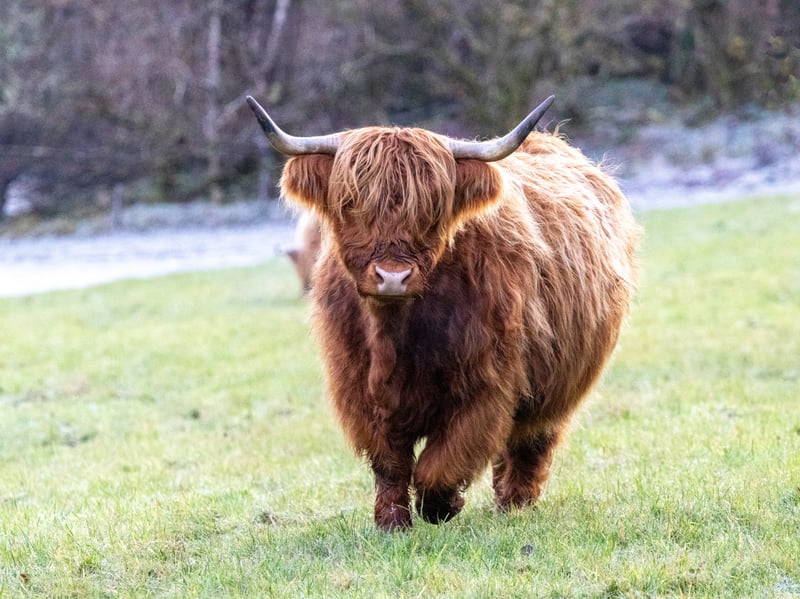 The Glen Tanar estate in Royal Deeside is a place for people to enjoy the great outdoors, with their fold of Highland cattle included.Sitting along the eastern boundary of the Cairngorms National Park, the Highland coos graze in fields close to the road as part of their working estate, with various other activities also on offer here.