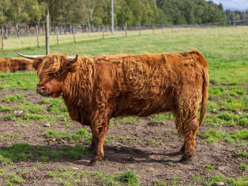 Grazing on the sweet pastures around the native forest, if you’re looking to see some Highland cows in the Cairngorms then look no further than the Rothiemurchus Estate. You can guarantee a sighting with their Hairy Coo Safari by foot or their Land Rover Experience by car. 
