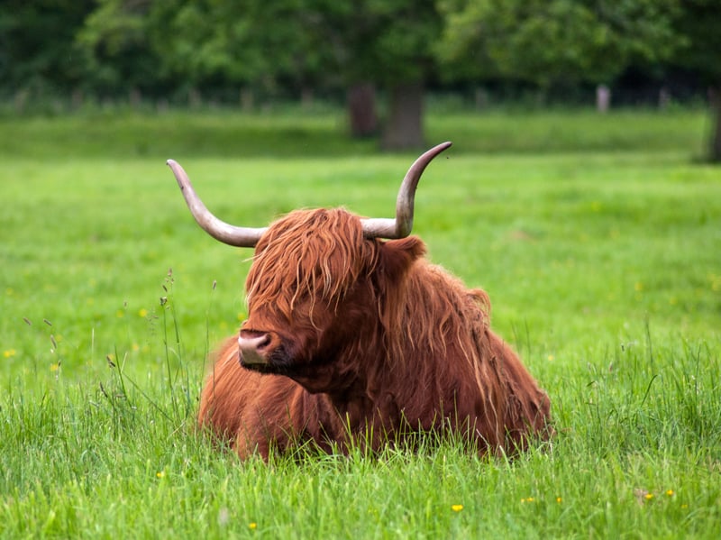 Glamis Castle in Angus is an excellent tourist attraction in its own right, but its grounds are also an excellent place to see Highland cows. Located around 20 miles north of Dundee, the coos are always happy to pose for visitors.