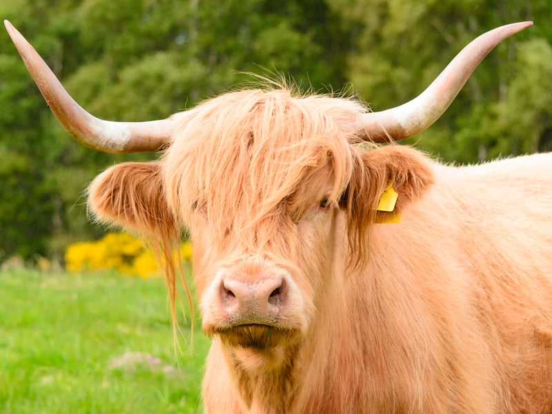Redburn Cafe and Giftshop in Glenmoriston, Inverness strives to offer customers food made using local Scottish ingredients, home-grown produce and even their own smoked meat, fish and cheeses. In addition, the grounds of the cafe are home to a few Highland cows who are usually there during the warmer months for visitors to say hello to. 
