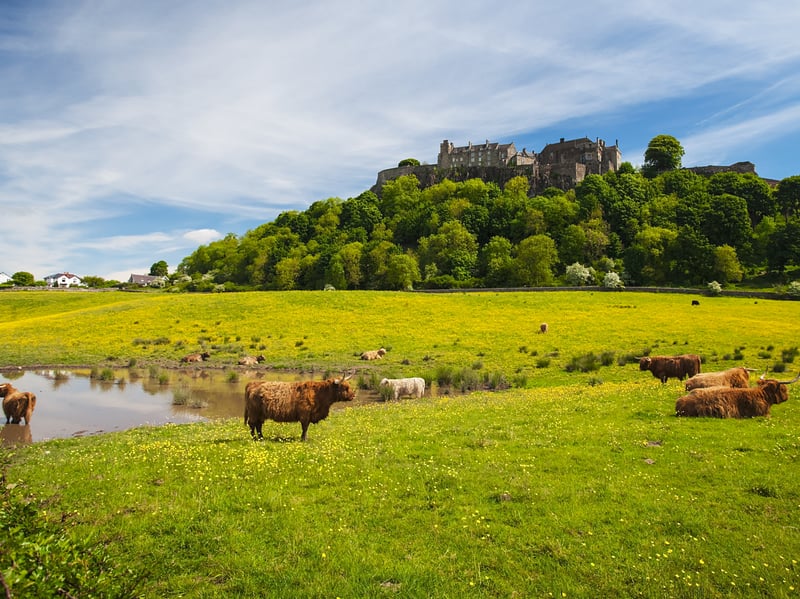 If you are feeling regal however, in the fields just below Stirling Castle, next to King’s Knot Park, you can find a fold of Highland cows – though you won’t be able to get up close and personal with them. Fittingly for their location they are perfectly aloof, but you may still get the chance for photos, even if they are more castle than coos. 
