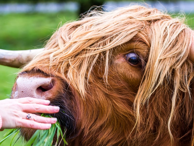 Another luxury hotel, Muckrach Country House in Dulnain Bridge, Grantown-on-Spey, is home to two Highland cows, Hamish and Dougal. Having resided on the grounds of the accommodation for a number of years, they enjoy the views as well as the occasional gluten free oatcakes.