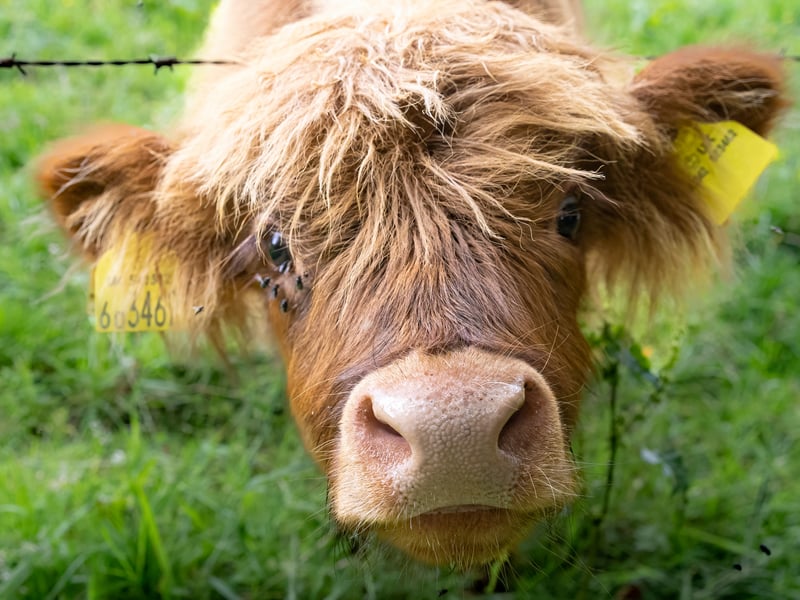 On the grounds of Blair Castle, visitors can enjoy not only its rich history but also the extensive grounds which include a nine-acre walled garden, red deer park and a ruined kirk, with Highland cows kept in fields nearby. Often spotted in the area, the coos are easy to spot for those looking. 
