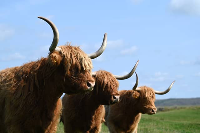 Three of the Highland cows at Kitchen Coos & Ewes in Newton Stewart.