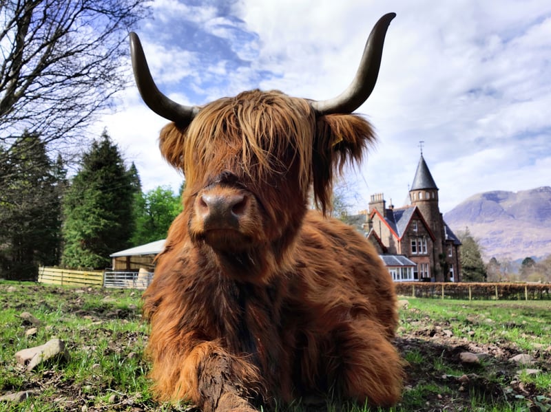 Meanwhile, if you would enjoy a little luxury alongside your Highland cows a visit to The Torridon in Wester Ross could be more what you’re after. Their two-acre Kitchen Garden and Farm is home to Highland cows which thrive in their rugged terrain and are bred locally in the area.