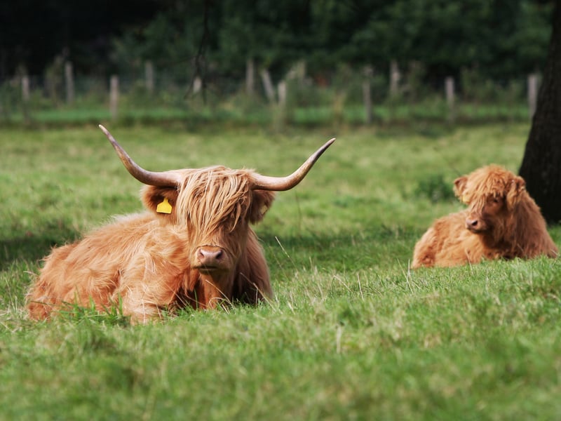 The Aikenshill Fold of Highland cows first began in 2012 when owner James Duthie purchased cattle instead of horses for his daughters, Also operating his own accommodation business, the fold has grown into an attraction of its own in recent years with the business now even launching Aikenshill Highlands Weddings in 2025. To book, you can visit their website online. 
