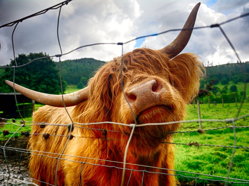 If you’re hoping to feed some Highland cows then your next stop should be the Trossachs Woollen Mill in Kilmahog. With a small number of cattle living next to the Visitor Centre, you can feed the coos with their freshly made goodie bags in store.