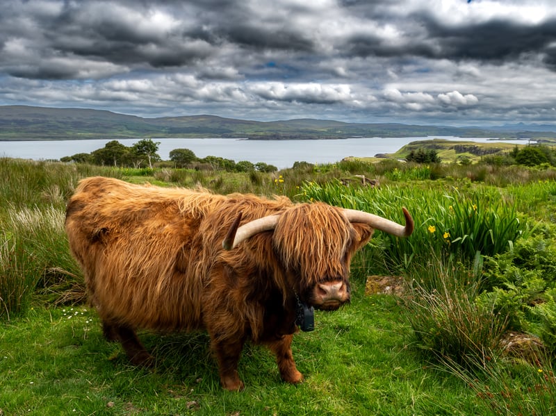 If you’re on the Isle of Skye there’s a good chance you will encounter wild Highland cows wandering around Elgol in the south. But if you’re desperate to guarantee a sighting then a visit to Romesdal Highlanders would be well worth your time as it is home to a fold of pedigree Highland cows with visitors welcome. 

