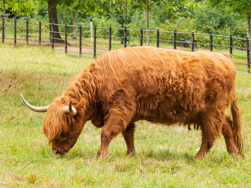 If you’re in the Central Belt, one of your first stops for Highland Cows should be Pollok Country Park in Glasgow. The iconic fold of around 50 cows graze around the park’s field throughout the year, with booking available for Field Talks, Cattle Wash Days and photography events from April to October. 
