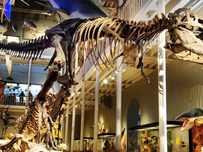 The National Museum of Scotland in Edinburgh is a great spot for dinosaur lovers, and was named the 11th best attraction in the UK in 2025 by Tripadvisor.