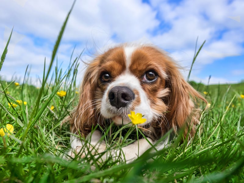 The gentle Cavalier King Charles Spaniel is known for its friendly and calming disposition. It makes them a chilled presence in any household - and suitable pets for young and old alike, happily curling up in their owners' laps for hours.