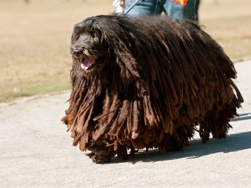 The striking Bergamasco Sheepdog is described by the American Kennel Club as being "bright, loyal, protective, and among the more calm dog breeds". Their showy coat needs surprisingly little grooming, so they are low maintenance too.