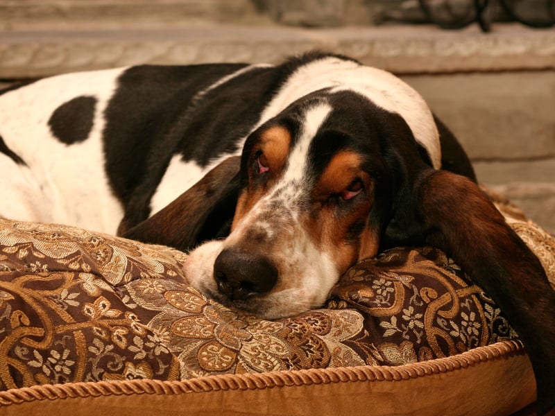 The Basset Hound is famous for being able to follow scents without getting distracted, and remaining calm while doing so. This calmness also applies to all other parts of their personality. They will develop a strong relationship with their owner, although some patience is required for their training.
