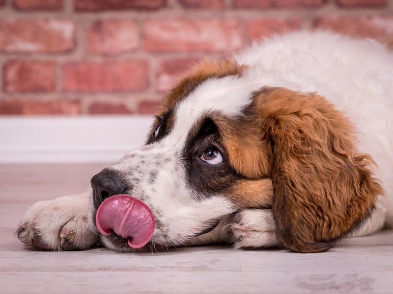 The most gentle of canine giants, the Saint Bernard is as calm as it is huge. They are particularly great with children - known for being 'nanny' dogs.