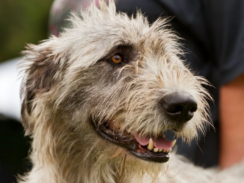 Often big dogs can make for the calmest of companions - with the Irish Wolfhound being a case in point. This breed is extremely intelligent, relaxed, and sensitive to the emotions of humans.