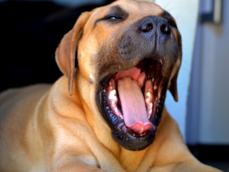 The Boerboel breed of dog is loyal, intelligent and calm in nature, especially with children. They are not suitable for first-time dog owners though, as they can be a challenge to train.