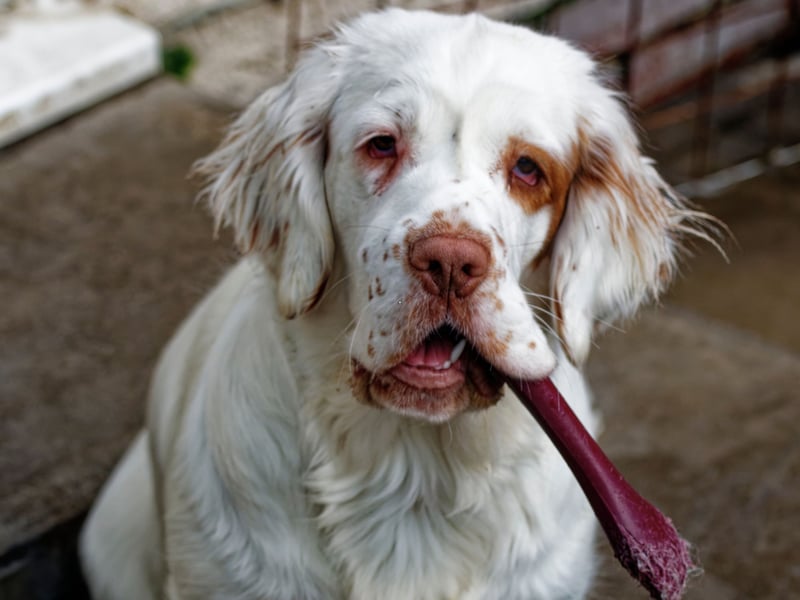 Equally happy as companion or hunting dogs, the American Kennel Club desribes the Clumber Spaniel as making "esteemed housemates". They are reliable, thoughtful, affectionate and calm in nature.