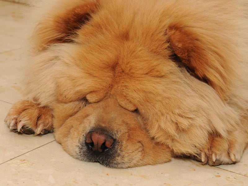Chows are independent and calm, possessing near cat-like traits (just don't tell the other dogs). They don’t demand constant attention or activity, preferring peace and routine in familiar, tranquil surroundings.