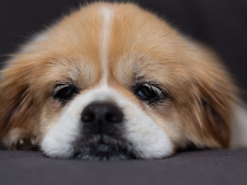The Tibetan Spaniel has a calming and gentle - yet playful - temperament. Don't let their relaxed demeanor fool you though - they also make for tough competitors in dog sports like agility, rally and obedience.