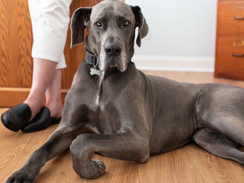 Despite their ginormous size, Great Danes are famously calm and gentle. These genuine gentle giants tend to be content lounging indoors for the most part, making them surprisingly easy to manage with minimal exercise.