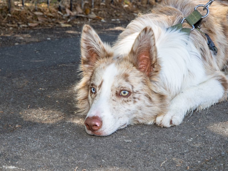 Pictured - Blu taking a rest in the shade
Photos by Alex Shute