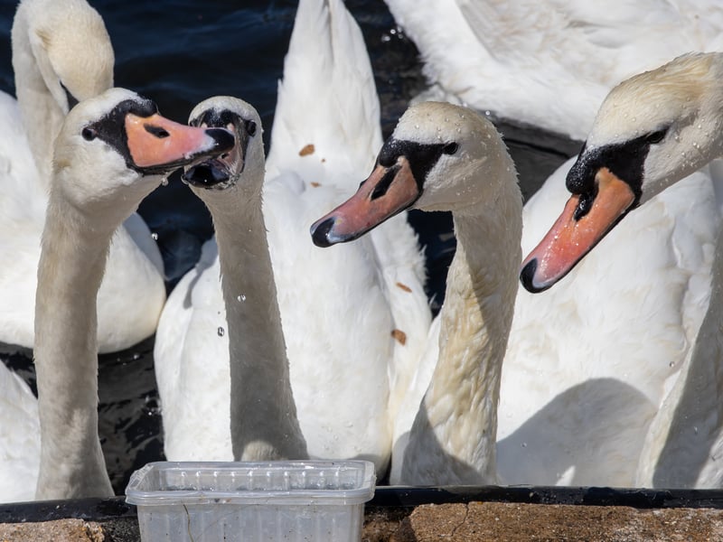 Pictured - Locals provided fresh water for the swans
Photos by Alex Shute