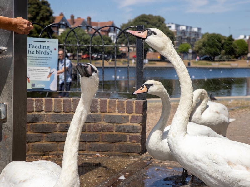 Pictured - The swans were being watered at Canoe Lake
Photos by Alex Shute
