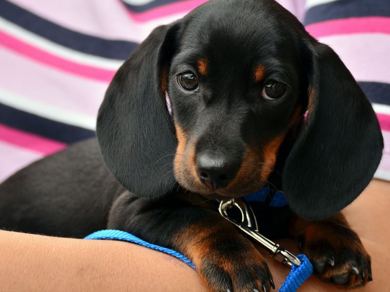 Taking top spot when it comes to 'human' names for dog is Ralph. Of German and Scandinavian origin, it means 'wolf counsel' or 'wise wolf' - so it certainly works well as a dog name. Interestingly it's also the top 'human' name for cats.