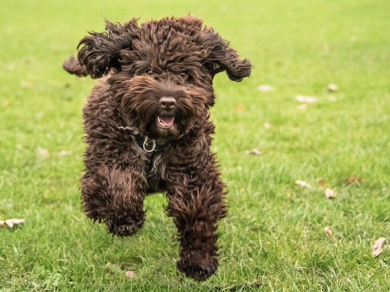 Completing our top 10 is the second female name on this list - Barbara. It's of Greek origin and means 'foreign' or 'stranger' - although you'll never feel like a stranger with a dog around.