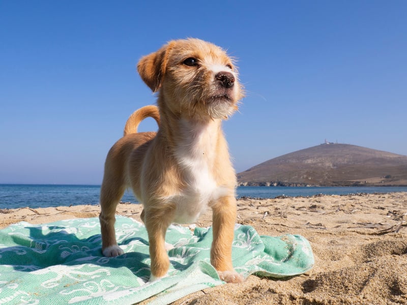 It's been a male-exclusive list so far, but now we have the most popular 'human' name for girl dogs - Dorothy. It's a Greek name meaning 'gift from god' - something most dog owners think their pet is.