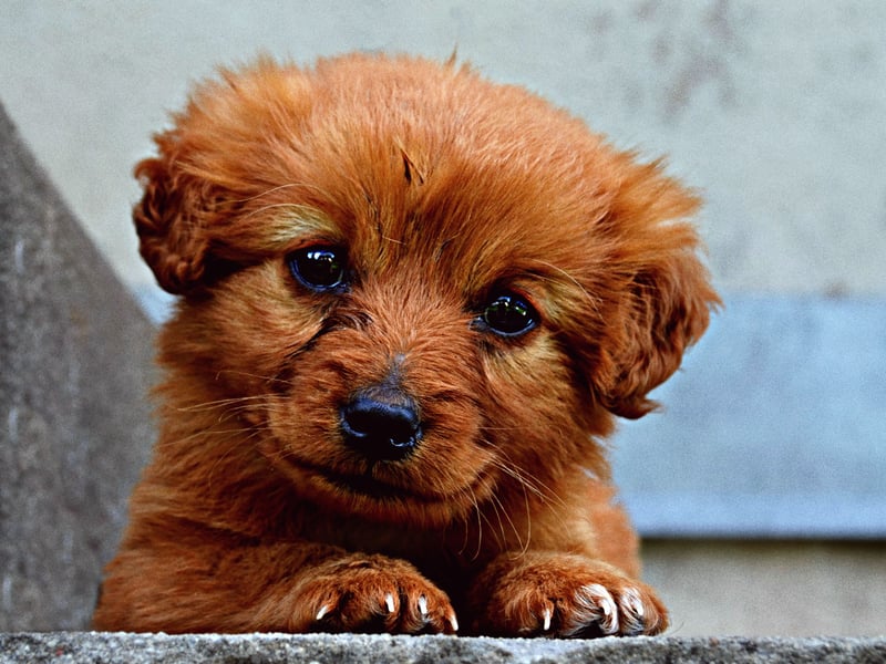 Completing the top five most popular 'human' names for dogs is Kevin. It's an Irish name that means 'handsome' - which all dogs are.