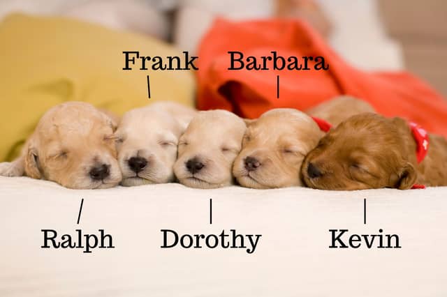 Some of the most popular 'family' names for dogs.