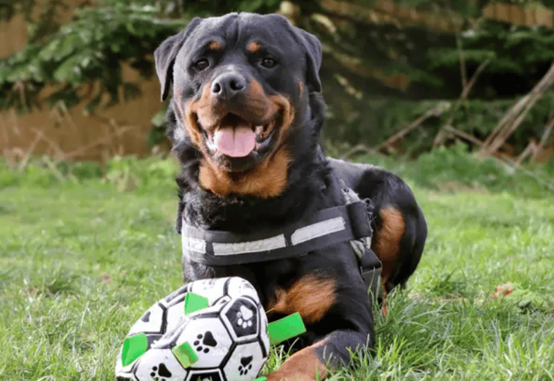 Introducing Chief! An amazing, goofy, lad full of character! He’s on the lookout for a family who are home most of the day and happy to continue training. He does have a sensitive side but has come on in leaps and bounds. A couple of meets here at the centre will still be required from adopters so he can make friends without feeling rushed.
