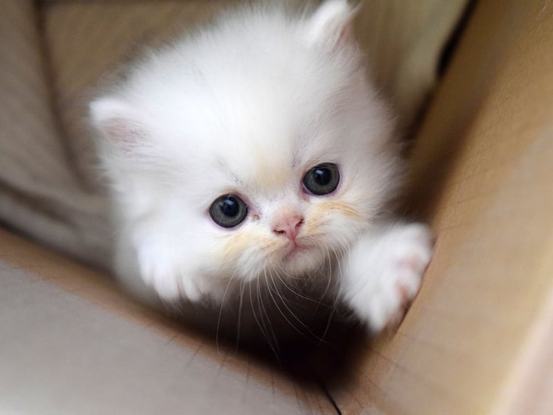 Another botanical name in seventh place. Daisy is an old English name meaning 'day's eye'.
