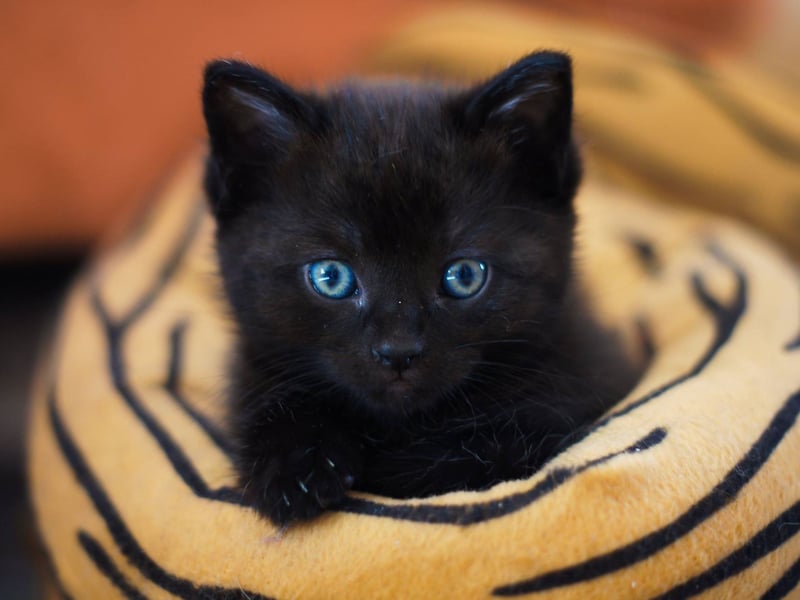The fourth most popular cat name of 2025 is Poppy. It's of Latin and Old English origin, and means 'red flower'.
