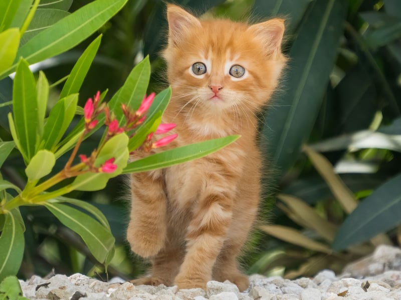 Completing our top five is Charlie. Short for Charles, it's and English and German name that means 'free man'. Or 'free cat'.