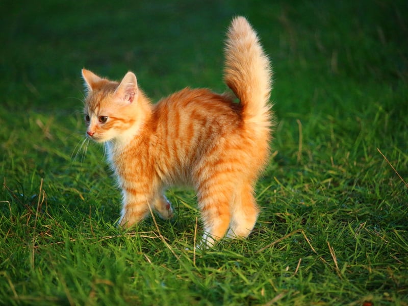 Completing out cat names list for 2025 so far is Tilly. A shortened version of the Germanic name Matilda, it means "mighty in battle". Particularly if that battle is with a mouse.