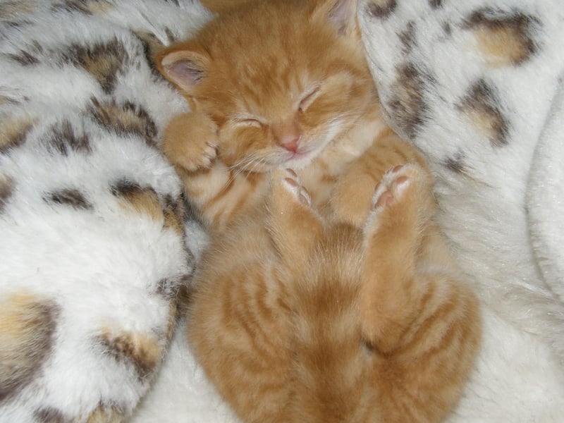 In at number nine on the cat charts is Molly. It's a Hebrew name meaning 'star of the sea'.